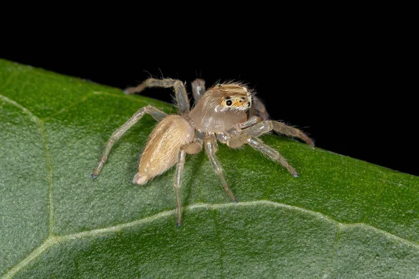 Pequeña Araña Saltadora Del Género Chira —  Fotos de Stock