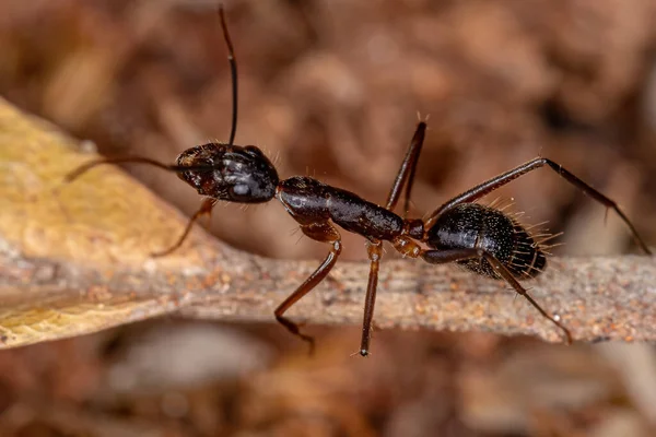 Fourmi Charpentier Femelle Adulte Genre Camponotus — Photo