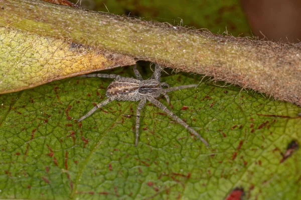 Крабовий Павук Родини Philodromidae — стокове фото