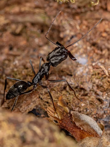 Volwassen Vangmuismier Van Het Geslacht Odontomachus — Stockfoto