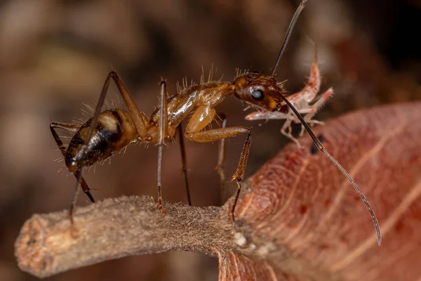 Fourmi Charpentier Femelle Adulte Genre Camponotus — Photo