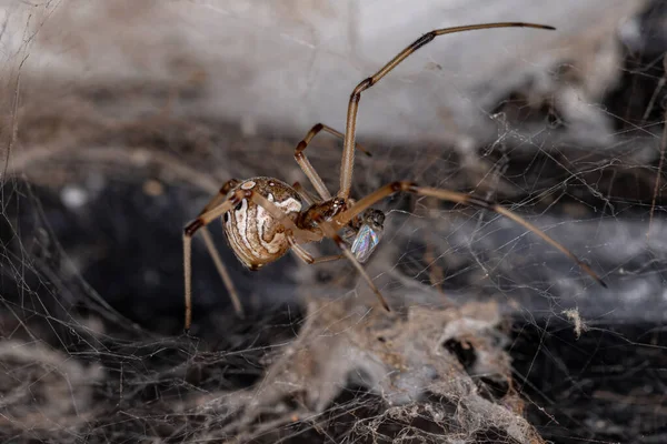 Mujer Brown Viuda Especie Latrodectus Geometricus —  Fotos de Stock