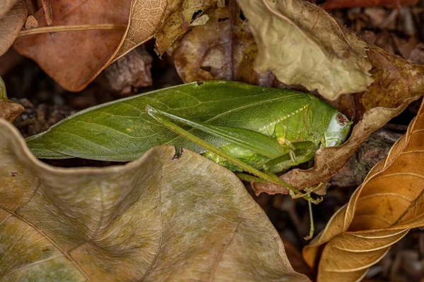 Martwy Dorosły Liść Katydid Podrodziny Faneropterinae — Zdjęcie stockowe