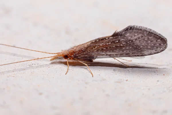 Dospělý Caddisfly Hmyz Řádu Trichoptera — Stock fotografie