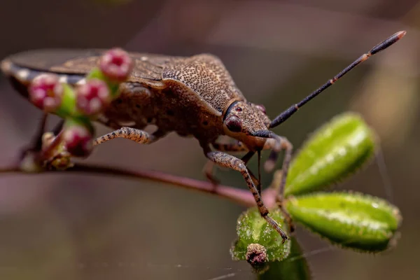 Alt Heteroptera Nın Yetişkin Gerçek Hatası — Stok fotoğraf