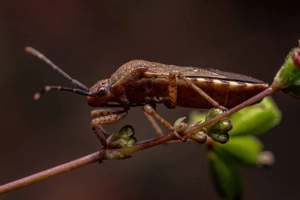 Adulto Verdadeiro Bug Subordem Heteroptera — Fotografia de Stock