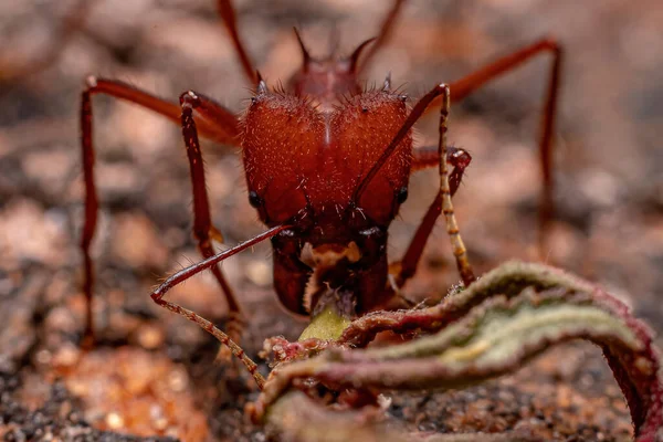 Atta Yaprak Kesen Karınca Cinsi Atta — Stok fotoğraf