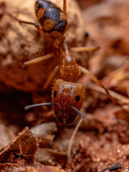 Fourmi Charpentier Femelle Adulte Genre Camponotus — Photo