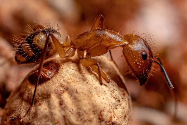 Hembra Adulta Carpintero Hormiga Del Género Camponotus —  Fotos de Stock