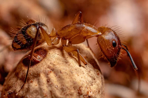 Camponotus cinsinin Yetişkin Kadın Marangozu Karınca