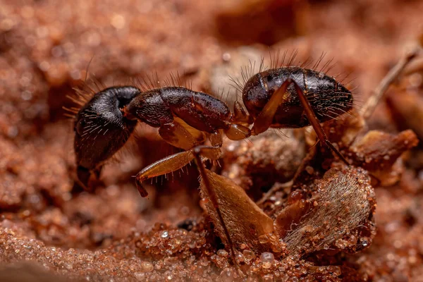 Ant Carpenter Dewasa Dari Genus Camponotus — Stok Foto