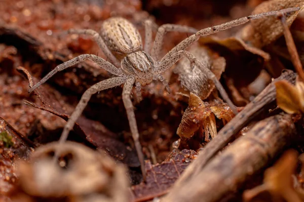 Running Crab Spider Της Οικογένειας Philodromidae — Φωτογραφία Αρχείου