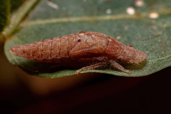 Leafhopper Típico Adulto Família Cicadellidae — Fotografia de Stock