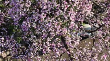Drone, yukarıdan görülen pembe çiçekli ipek diş ipi örtüsünün yakın çekim görüntüleri, yoğun çiçekler ve dalların desenli bir çiçek yüzeyi oluşturduğunu gösteriyor..