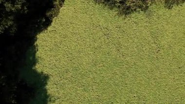 Üst manzara gölün yüzeyini kaplayan yoğun yüzen su bitkilerini gösteriyor.