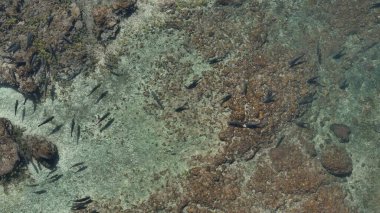 Drone 'un hava perspektifi kayalık lagünün dibinde yüzen pek çok tatlı su balığını net tropikal sularda yakalıyor..