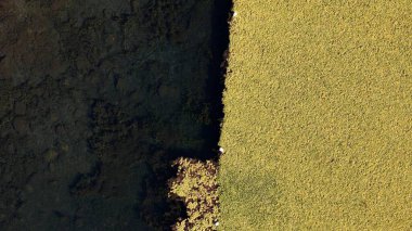 Drone hava fotoğrafı yüzen Pistia Stratiotes bitkilerinin karanlık göl suyu üzerinde doğal bir sınır oluşturduğunu gösteriyor..
