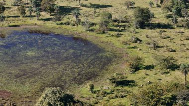 Drone 'un hava fotoğrafı, sığ bir kırsal gölet, su bitkisi ve palmiye ağaçlarıyla çevrili çayır tarlalarını gösteriyor..