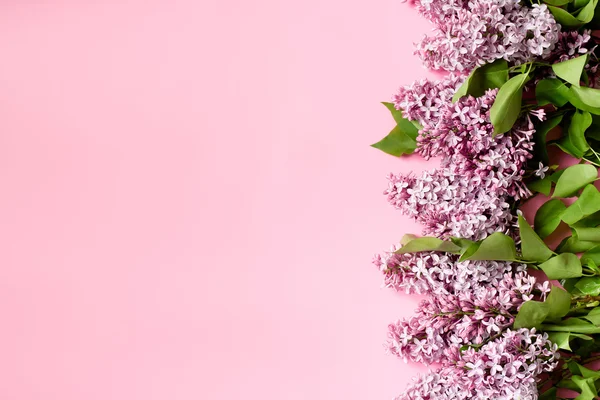 pembe bir arka plan ile Lila branche. tebrik kartı, davetiye