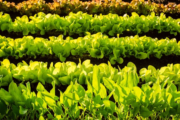 Verdure idroponiche che crescono in serra — Foto Stock