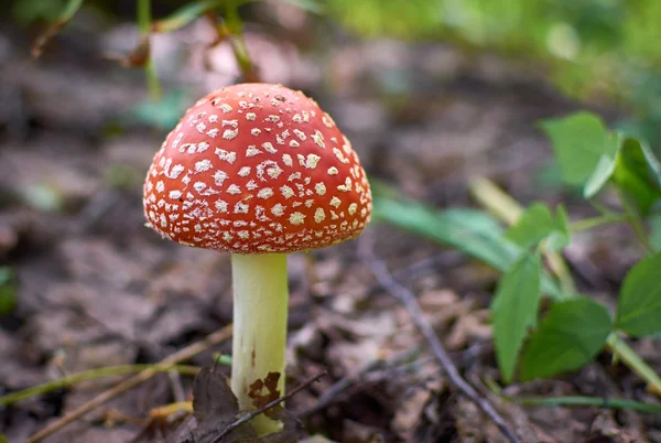 Güzel kırmızı mantar