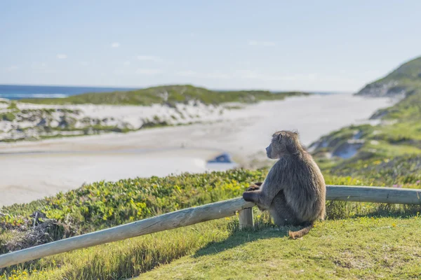 Cape Point, Güney Afrika — Stok fotoğraf