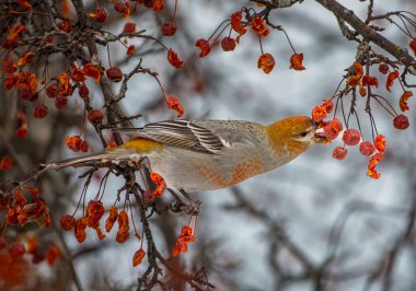 Wisconsin, Wausau 'daki bir halk parkında yıllık kış işgali sırasında yaban elması ağacında beslenen kadın ya da çocuk çam ağacı..