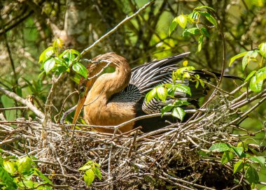 Güney Carolina, Charleston 'ın batısındaki Magnolia Çiftliği' ndeki Audubon Bataklık Bahçeleri 'nde dişi Anhinga kuluçkaya yatmış..