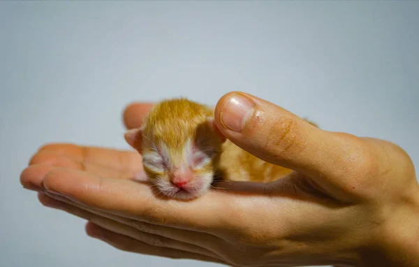 Sevimli yeni doğmuş kedi yavrusu şefkatin ve korunmanın güçlü bir sembolünü sunuyor. Yürek ısıtan projeler için mükemmel.