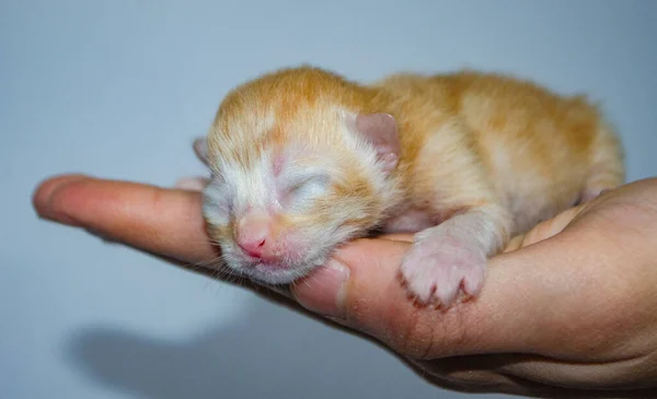 Sevgi dolu ellerde huzur içinde uyuyan sevimli yeni doğmuş kedi yavrusu ilgi, şefkat ve yürek ısıtan projeler için yeni başlangıçların sembolü.