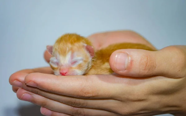 Minik kızıl kedi yavrusu, narin ellerde huzur içinde uyuyor. Yeni doğmuş bir evcil hayvana şefkat ve sevgi dolu bir an. Çok değerli ve kırılgan.