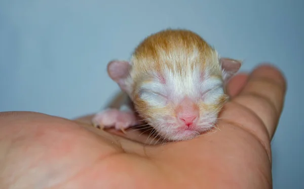 Küçük kızıl kedi yavrusu avucunun içinde huzur içinde uyuyor. Şefkat, masumiyet ve sıcaklığı çağrıştırıyor. Yürek ısıtan projeler için mükemmel.