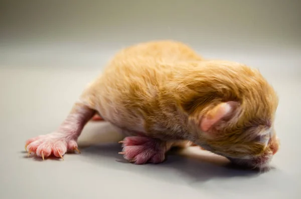 Sevimli yeni doğmuş kedi yavrusu küçük pençeleriyle dünyayı keşfediyor. Masumiyetin sembolü ve sevgi ve umutla dolu yeni bir başlangıç.