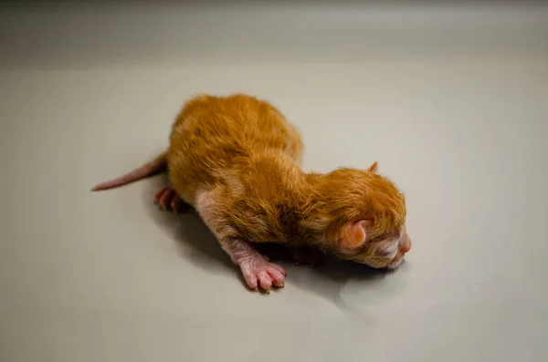 Yeni doğmuş sevimli kızıl kedi yavrusu tarafsız bir yüzeyde huzur içinde uyuyor. Masumiyet, şefkat ve yeni başlangıçların büyüsünü gösteriyor.