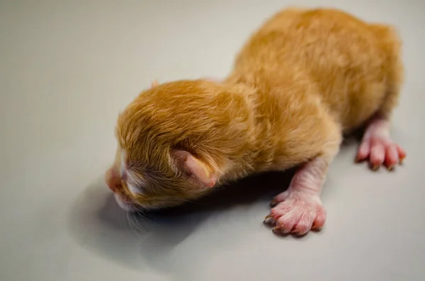 Sevimli yeni doğmuş kedi yavrusu mışıl mışıl uyuyor. Minik bir portakal kabuğu yumağı. Yürek ısıtan bir aile hayvanı içeriği ve hayvan barınağı kampanyası için mükemmel.