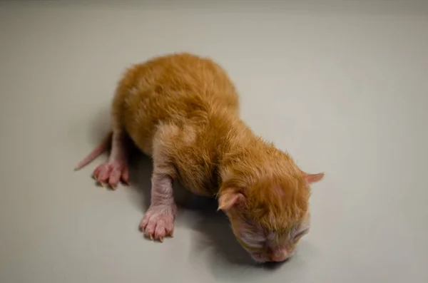 Kıymetli kızıl kedicik minik pençeleri, saf masumiyeti ve savunmasızlığı ile yeni dünyayı keşfediyor. Evcil hayvan evlat edinme kampanyası.