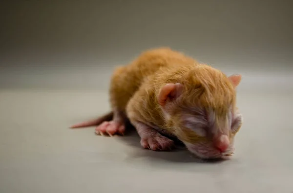 Sevimli yeni doğmuş kedi yavrusu gri bir yüzeyde mışıl mışıl uyuyor. Kalbini eritecek küçük bir neşe ve masumiyet demeti.