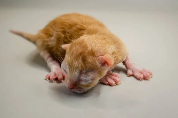 Sevimli yeni doğmuş kedi yavrusu huzur içinde uyuyor. Masumiyet ve hassasiyet taşıyor. Yürek ısıtan hayvan içeriği için mükemmel.