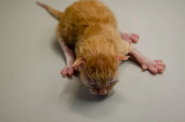 Sevimli yeni doğmuş kızıl kedi yavrusu huzur içinde uyuyor. Masumiyetin, yeni başlangıçların ve yürek ısıtan hayvan arkadaşlığının bir sembolü.