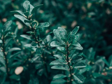 Küçük ağaç yaprakları. Yapraklar ya da ağaç örtüsü