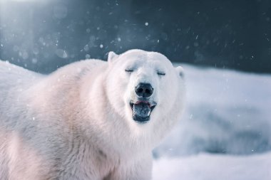 Kışın kar yağarken beyaz kutup ayısı. Güzel arkaplan .