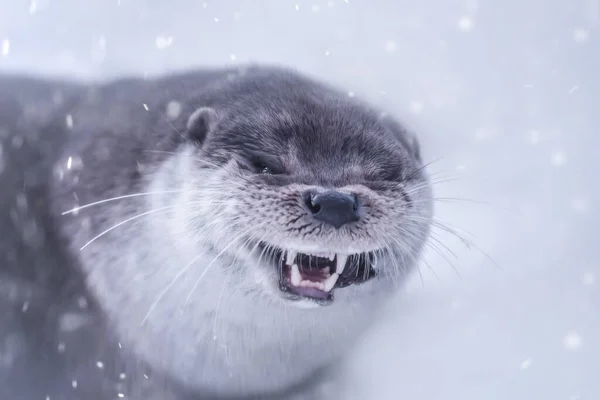 Lindo lontra no inverno na neve. Sorri e gosta da neve. Fotos De Bancos De Imagens