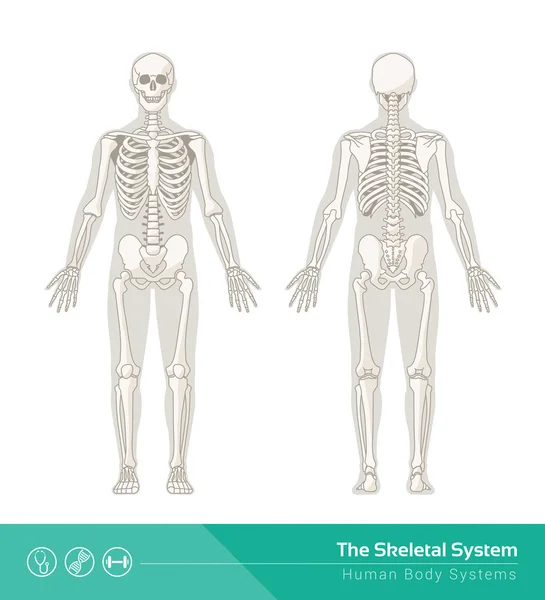 Dessin du système squelettique — Photo