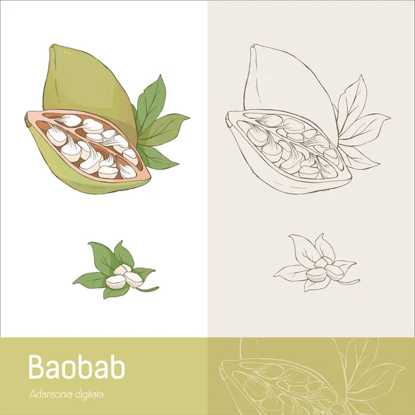 Frutto baobab disegnato a mano — Vettoriale Stock