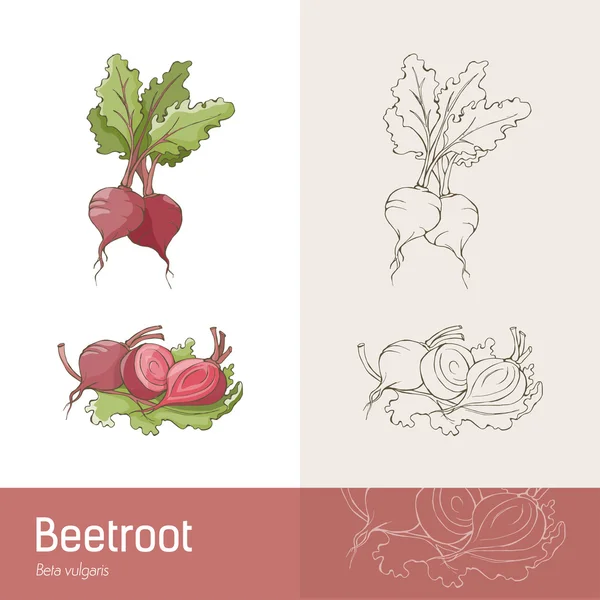 Hand drawn botanical sketch of beetroots — Stock Vector