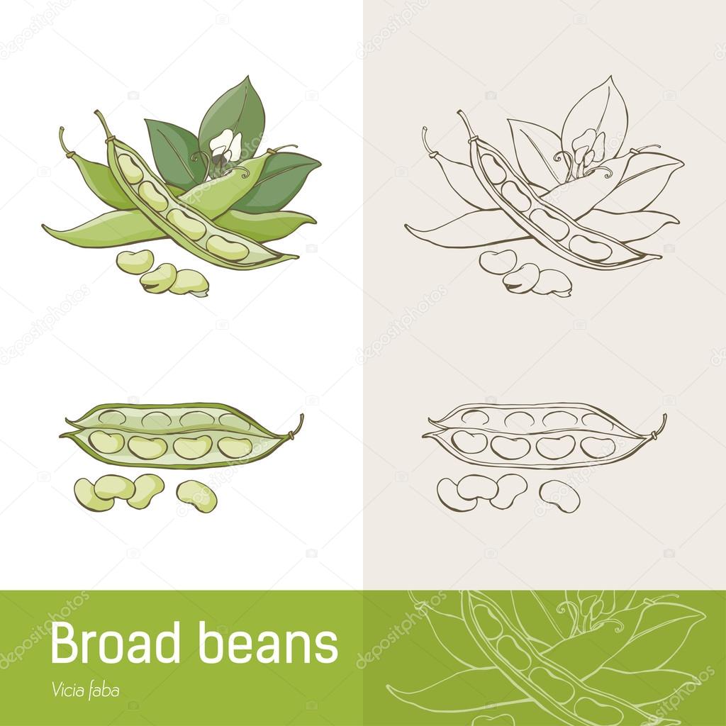 Broad beans or fava beans