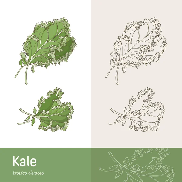 Kale cabbage botanical concept — Stock Vector