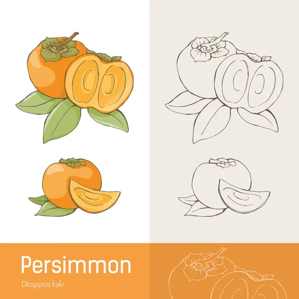 Smaczne owoce persimmons — Wektor stockowy