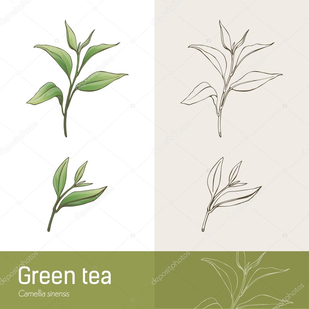 Green tea plant — Stock Vector © elenabs 102250776