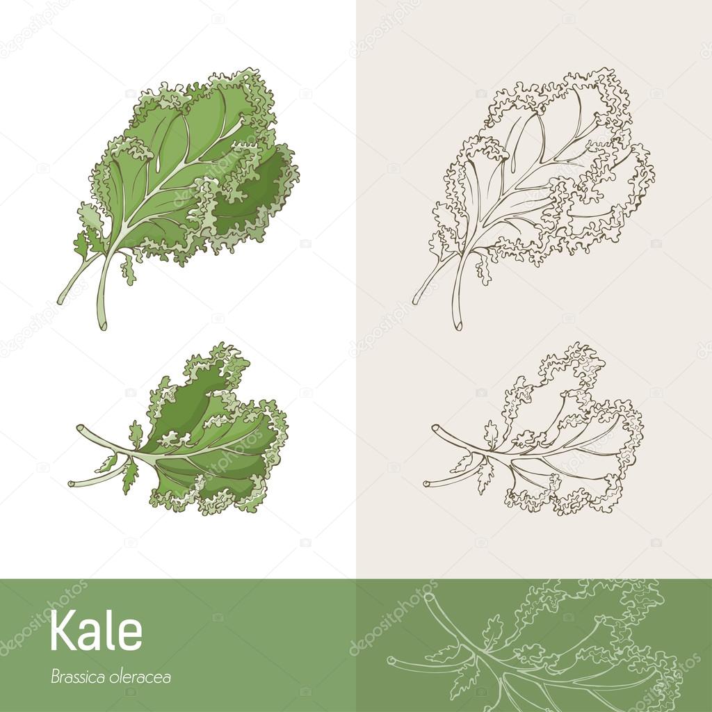 Kale cabbage botanical concept